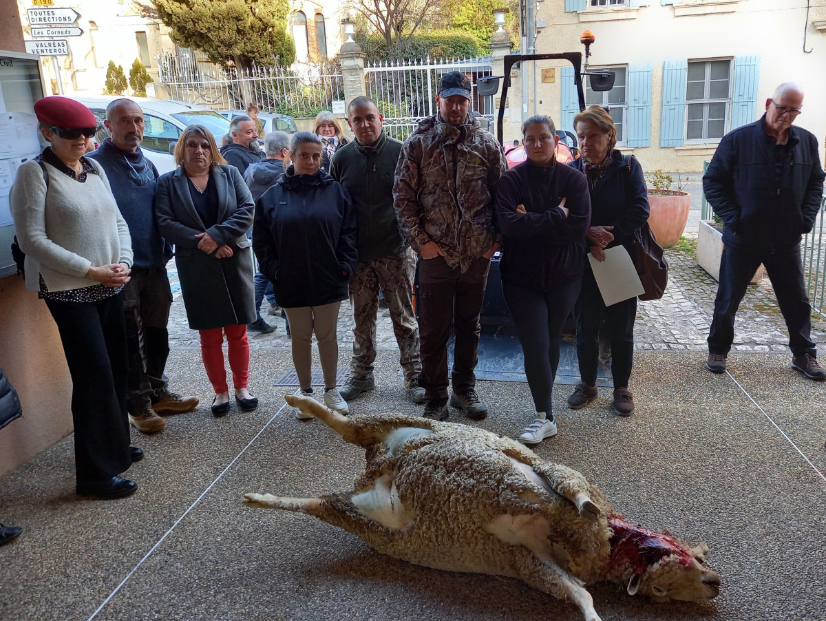 Attaque de loup à Vinsobres