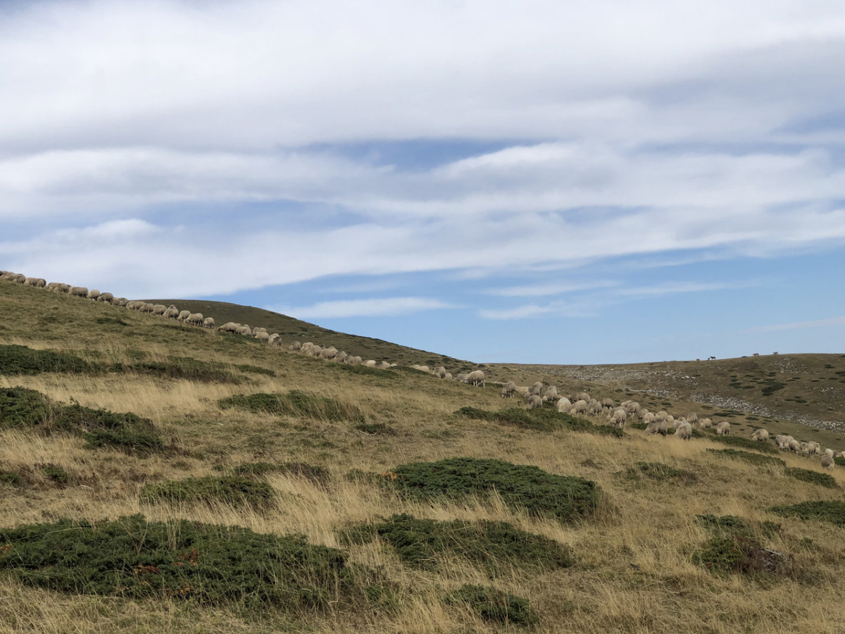 Présence du Loup : une situation invivable pour les éleveurs